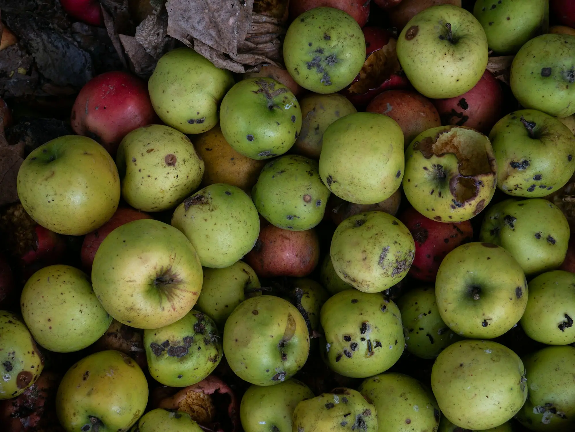 Freshly picked apples from a New Zealand orchard